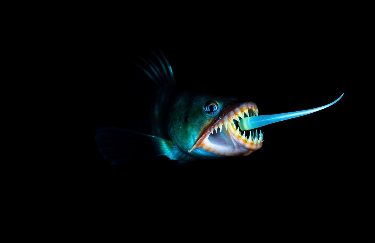 Deep-sea fish silhouette in dark water