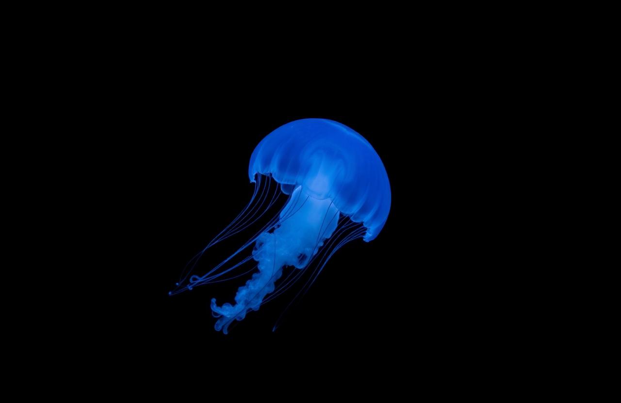 Translucent jellyfish drifting in dark water
